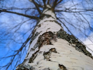 Black and white birch with bark against the blue sky