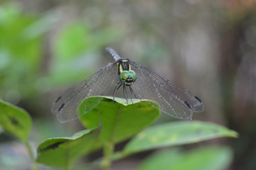 dragonfly on a leaf