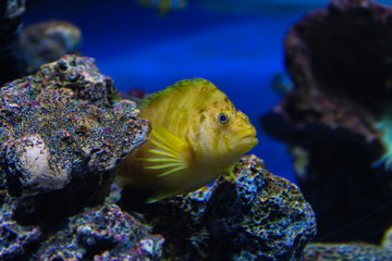 Naklejka na ściany i meble Beautiful Yellow fish