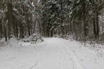 winter landscape. road leading to the forest. background