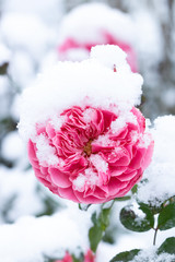 Rose Leonardo da Vinci in Pink mit Schnee