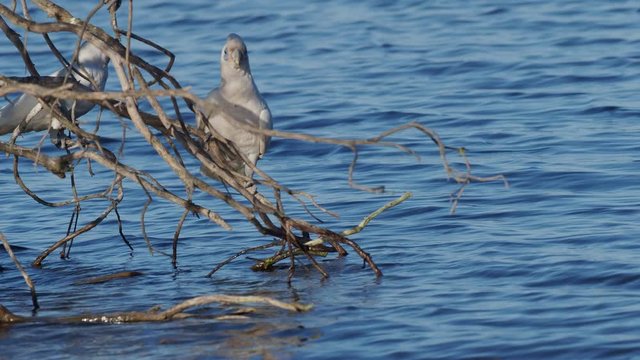 A Little Corella (Cacatua sanguinea) drinking from the branches of a tree in Western Australia.