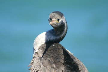 portrait of bird with long twisted neck