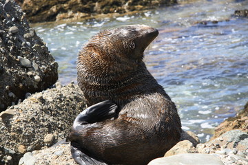 portrait of big male seal on the beach New Zealand