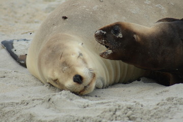 portrait of mum and pup seal on the beach New Zealand