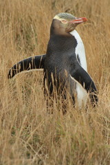 Portrait of Southern Penguin New Zealand