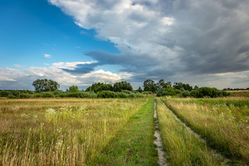 Dirt road through a wild meadow, trees on the horizon and gray cloud on sky