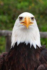 close-up portrait of an american bald eagle