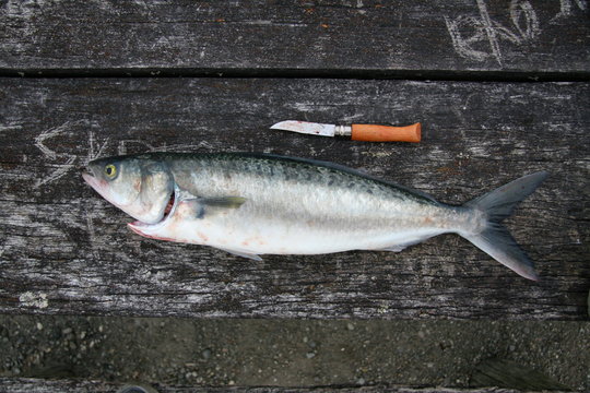 Arripis trutta, known as kahawai in New Zealand and as the Australian salmon in Australia
