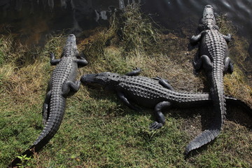 wild gators in Florida Everglades