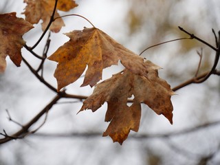Close up of colorful maple leaves in a tree in autumn, blurred background