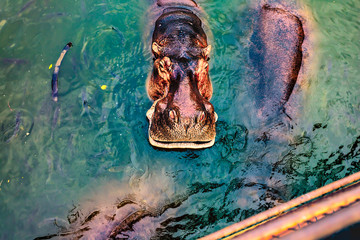 Looking down at floating hippos in a pool of water.