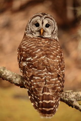 wild big owl in Florida Everglades