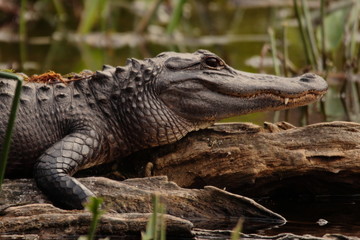 close-up portrait of wild alligator in Florida Everglades