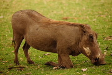wild warthog in the savannah Namibia Africa