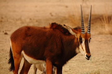 young wild oryx in the savannah Namibia Africa