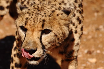 Portrait of large wild cheetah in Namibia