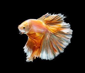 Fototapeta na wymiar Orange and white siamese fighting fish isolated on black background.Copy space black background.