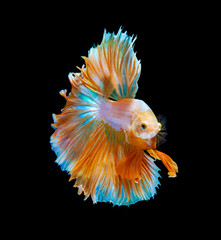 Orange and white siamese fighting fish isolated on black background.Copy space black background.