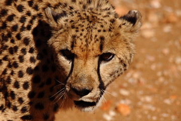 portrait of a big wild cheetah in Namibia
