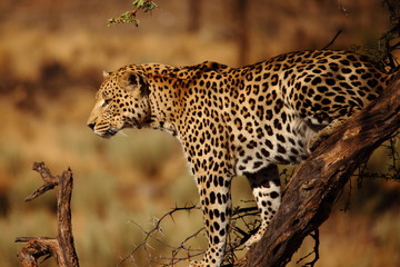 large wild leopard on a branch of a tree Namibia