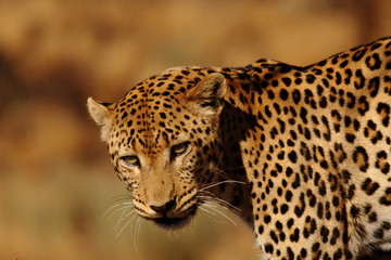 Fototapeta na wymiar wild leopard in tree Namibia close-up