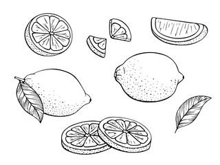 Collection fresh lemons. Set of citrus fruits. Lime, slices, plant leaf, cut pieces, leaves. Design elements. Hand drawn sketch. Vector illustration Isolated on white background. Coloring book page.