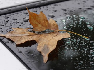 Close up of a maple leaf on a car windshield surrounded by raindrops in autumn