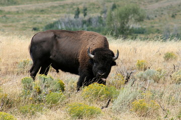 Big wild aggressive buffalo in Grand Teton National Park
