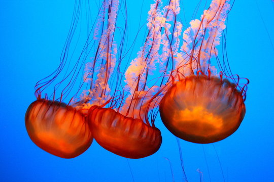 Jellyfish Monterrey