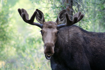 Naklejka na ściany i meble Big Wild Moose in Grand Teton National Park
