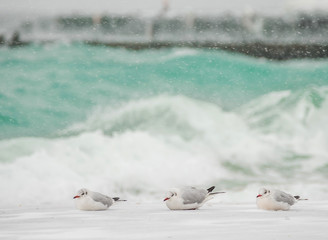 Winter sea landscape. Long exposure. Icy sea and seagull birds on the shore.