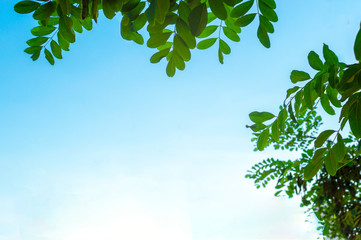 Green acacia leaves against the sky. Frame of branches and leaves of acacia. copy space