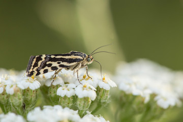 Acontia trabealis butterfly in natural environment, singing nectar on flower