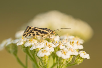 Acontia trabealis butterfly in natural environment, singing nectar on flower