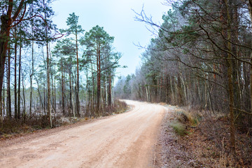 Beautiful winter landscape, frozen forest and gravel road