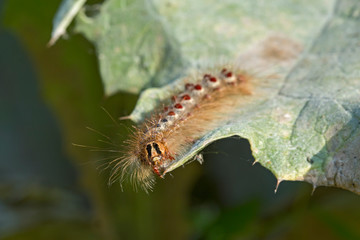 caterpillar Lymantria dispar, the gypsy moth. Lymantria dispar, the gypsy moth, is a species of moth in the family Erebidae.