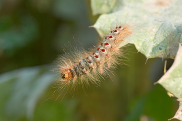 caterpillar Lymantria dispar, the gypsy moth. Lymantria dispar, the gypsy moth, is a species of moth in the family Erebidae.