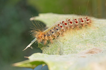 caterpillar Lymantria dispar, the gypsy moth. Lymantria dispar, the gypsy moth, is a species of moth in the family Erebidae.