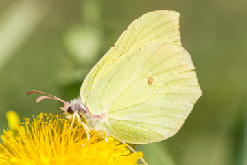 A common brimstone butterfly (Gonepteryx rhamni) sitting on a flower. Gonepteryx rhamni (known as the common brimstone) is a butterfly of the family Pieridae. 