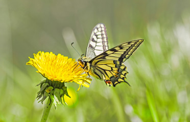 Swallowtail butterfly sits on a dandelion flower. Wonderful butterfly Papilio machaon on the flower 