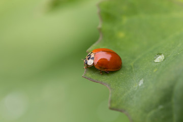 Harlequin Ladybird - Harmonia axyridis - on a plant stem. insect called Asian ladybeetle, Harmonia axyridis. 