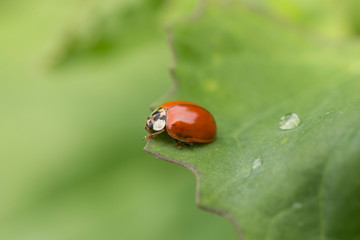 Harlequin Ladybird - Harmonia axyridis - on a plant stem. insect called Asian ladybeetle, Harmonia axyridis. 