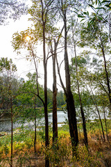 trees in the forest