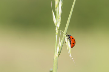 Coccinella septempunctata, the seven-spot ladybird is the most common ladybird in Europe. A ladybird (Coccinella septempunctata) in the natural environment, close-up.