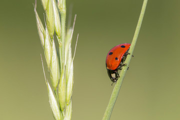Coccinella septempunctata, the seven-spot ladybird is the most common ladybird in Europe. A ladybird (Coccinella septempunctata) in the natural environment, close-up.