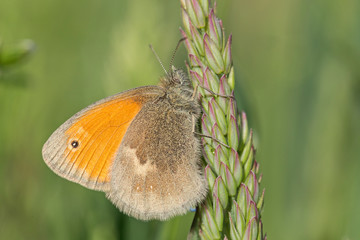 Fototapeta premium Small heath (Coenonympha pamphilus) is a butterfly species belonging to the family Nymphalidae. Closeup of small heath butterfly (Coenonympha pamphilus) sitting on plant.