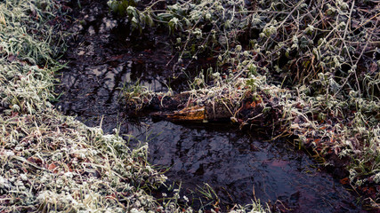 moss on rocks