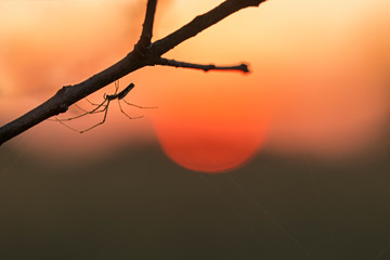 A long-legged spider is silhouetted against the setting sun and an orange sky. Spider on the background of the evening sun. a spider spinning a web at sunset. silhouette of spider on background at sun