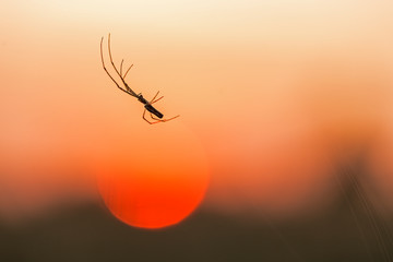 A long-legged spider is silhouetted against the setting sun and an orange sky. Spider on the background of the evening sun. a spider spinning a web at sunset. silhouette of spider on background at sun